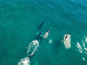 Ballenas desde Gyrocopter