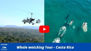 Video avistamiento ballenas