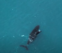 Avistamiento ballena con cría