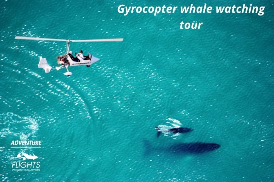 Gyrocopter whales tour