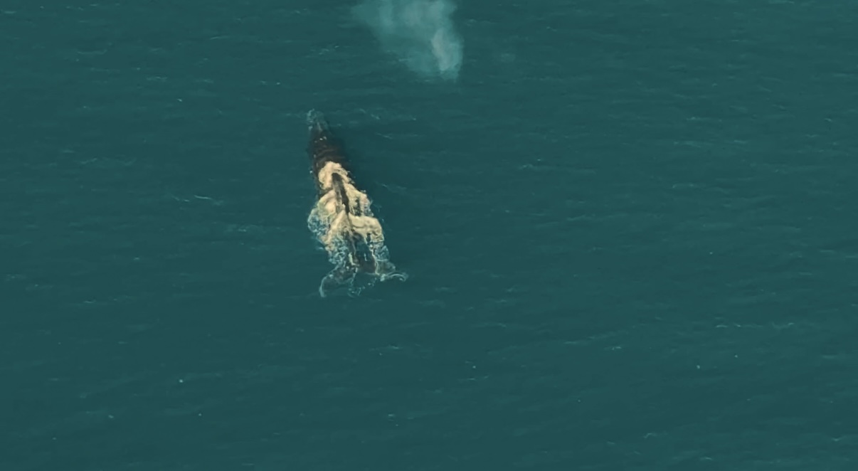Ballenas vistas desde el aire
